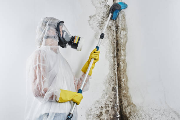 Best Toxic Mold Removal  in Crystal City, MO