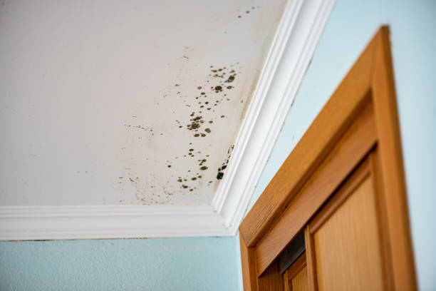 Best Commercial Mold Removal  in Crystal City, MO