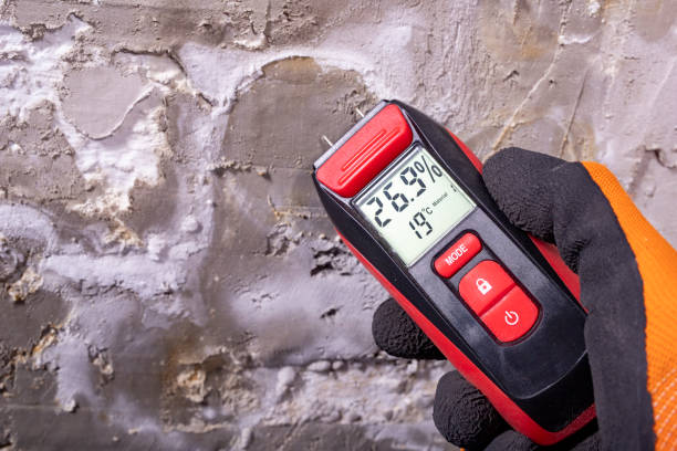 Best Best Mold Removal Companies  in Crystal City, MO